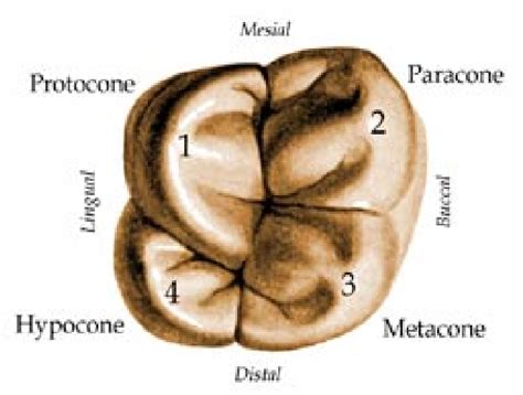 Figure 1 from A Study of Cusp Base Areas in the Maxillary Permanent ...