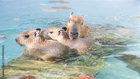 Capybara family swimming in the pool. Stock Photo | Adobe Stock