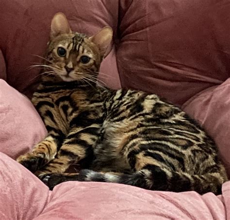 Looking for a Bengal Cat for Sale? – Find Bengal Breeders in United States