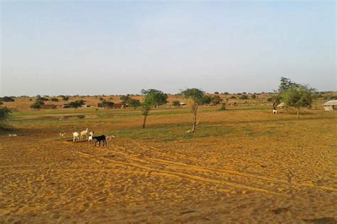 Mali's centuries-old pastoralist traditions wilt as the climate changes