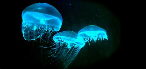 The Secret History of Bioluminescence | Hakai Magazine