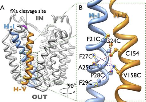 Side view of the overall structure of lactose permease (PDB code 2V8N ...