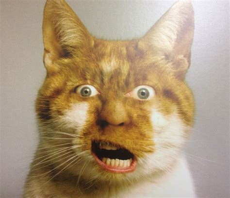 an orange and white cat has its mouth open with it's eyes wide open