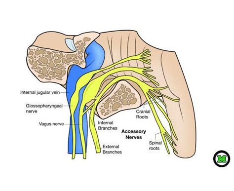 Image result for jugular foramen nerves | Jugular, Nerve, Lactation