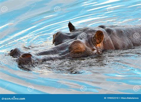 Hippo in the Water, Closed Eyes, Protruding Nose, Eyes and Ears Out of ...