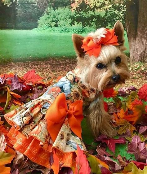 15 Best Halloween Costumes For Your Yorkie 2020 - The Dogman