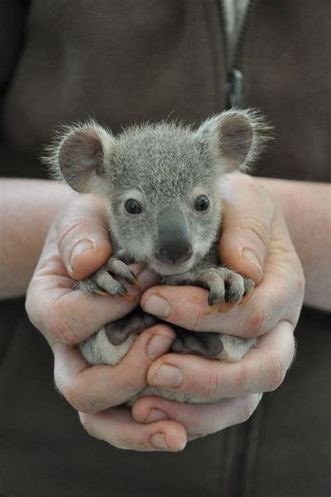 An Insanely Adorable Baby Koala - Neatorama