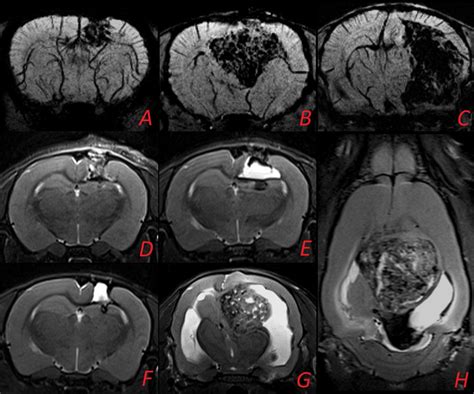 MRI of the rat brain with glioblastoma 101/8. A. The hemorrhage on the ...