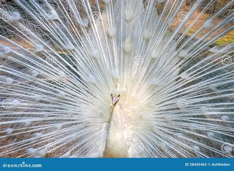 Dancing White Peacock stock photo. Image of clear, fauna - 28445462