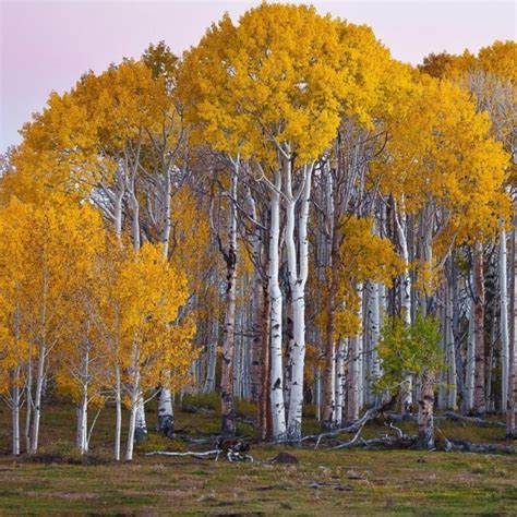 Birch Tree Seeds (Betula) - Preț: €1.95