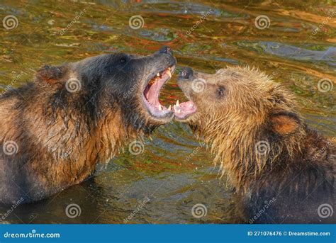 A Mother and Her Cub Wrestle Gently while Showing Their Teeth Stock ...