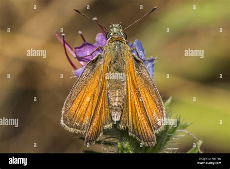 Warble Fly Stock Photos & Warble Fly Stock Images - Alamy