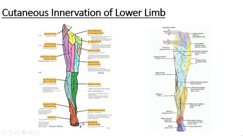 Gross anatomy Lower Limb Cutaneous innervation of Lower Limb - YouTube