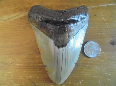 Buy Genuine Megalodon Fossil Shark Tooth 4 to 5 Inches Online at ...