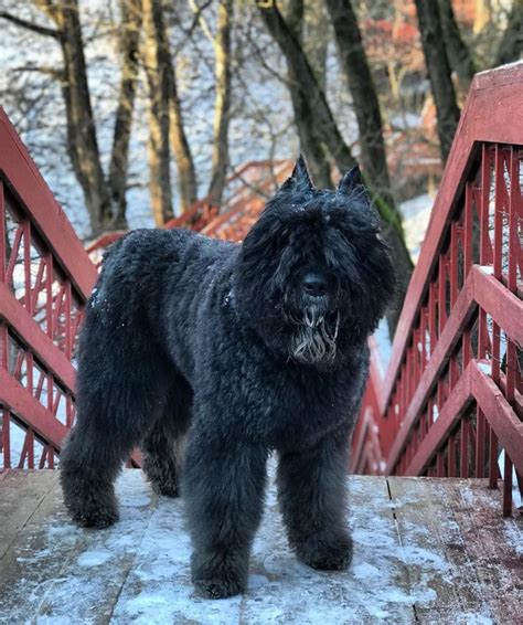 Bouvier des Flandres Puppies Behavior And Characteristics In Different ...