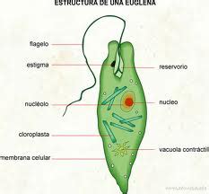 Euglena - EcuRed