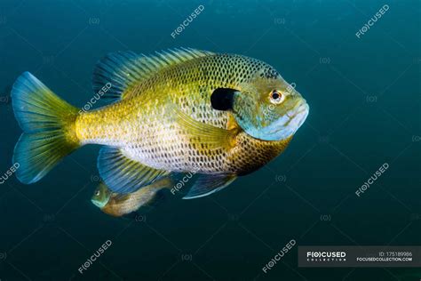 Bluegill sunfish - Stock Photos, Royalty Free Images | Focused