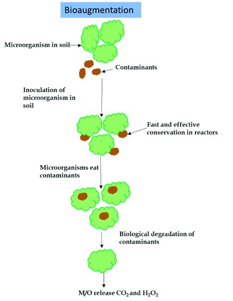 Bioaugmentation: the degradation of contaminants by microorganisms ...