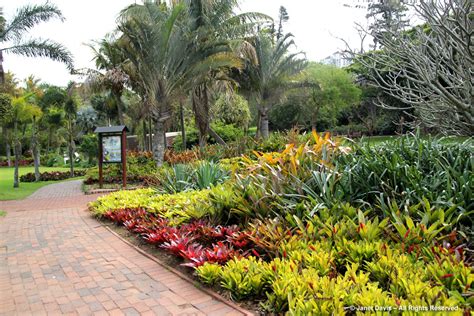 Durban Botanic Gardens: Afternoon Delight | Janet Davis Explores Colour