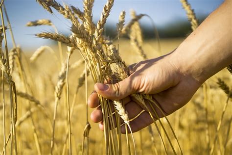 6 Pros and Cons of Grain Farming - Boldface News