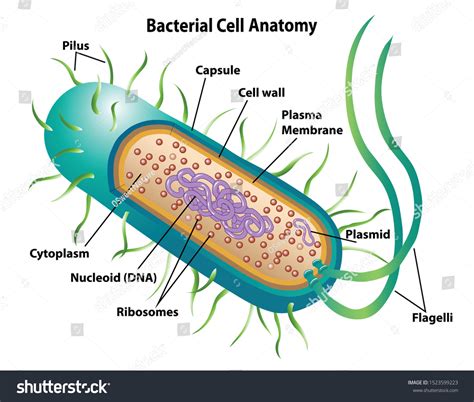 Bacteria Cell Structure