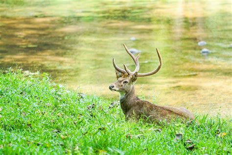 Sikkim Wildlife - Discover the Top 5 Sanctuaries To Visit in Sikkim