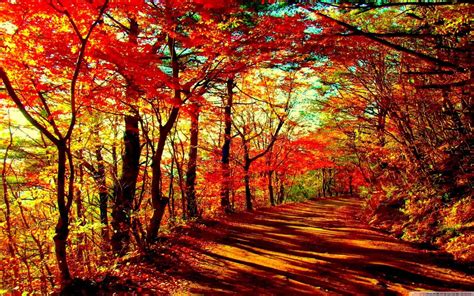 Free Beautiful Autumn Forest computer desktop wallpaper - Cool Free ...