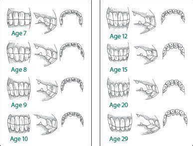 Horse Teeth Age Chart