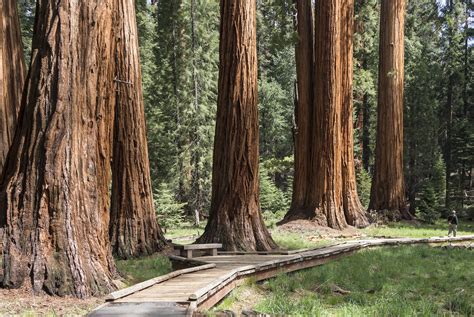 Exploring Giant Sequoia Groves - Sequoia & Kings Canyon National Parks ...