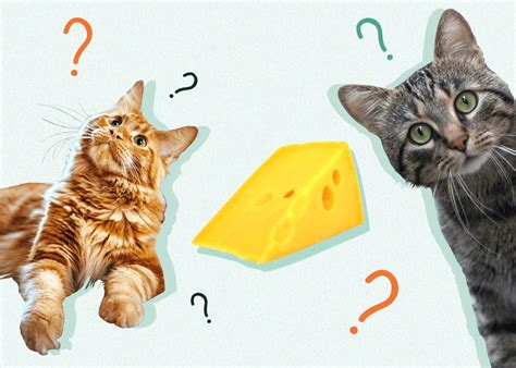 Can Cats Eat Cheese? Vet-Approved Facts & FAQ - Catster