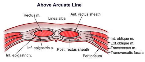 Rectus Sheath | Medical Junction