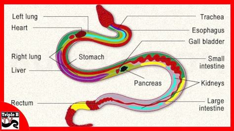 The Anatomy Of A Snake