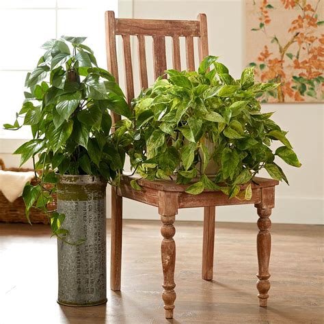 Explore the Vibrant World of Pothos - A Variety of Colors and Patterns