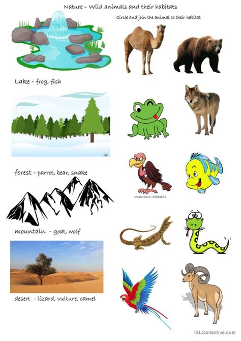 Wild animals and their habitats: English ESL worksheets pdf & doc