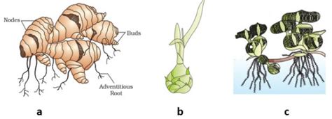 Identify the following vegetative propagules in the given picture.