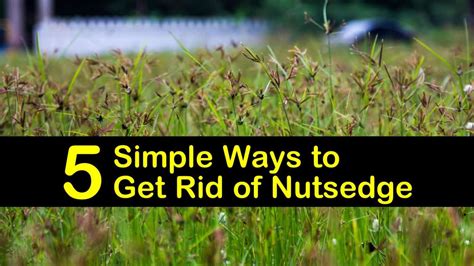 5 Simple Ways to Get Rid of Nutsedge