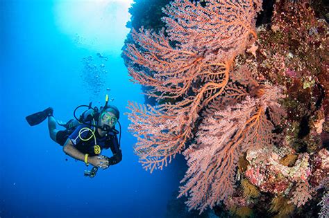 Underwater Photography Tips Diving the Great Barrier Reef Camera Settings