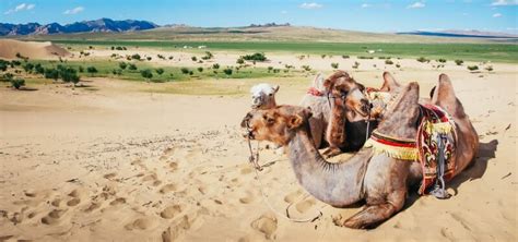 How to Find the Perfect Mongolia Tour on a Budget | Sidecar Photo