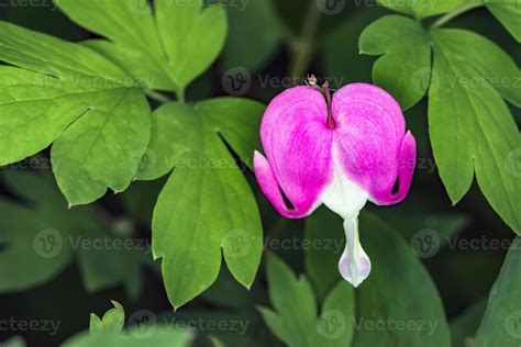 Dicentra spectabilis flower 11276296 Stock Photo at Vecteezy