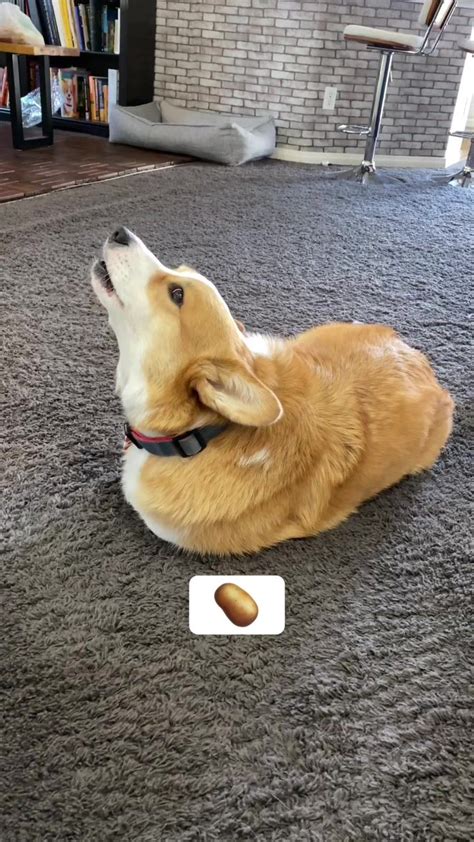 Hammy & Olivia Corgi on TikTok