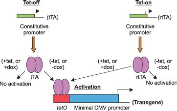 Image - Tet on and off.gif | UVM Genetics & Genomics Wiki | Fandom ...