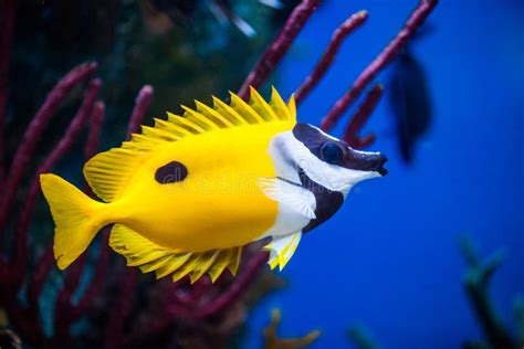 Onespot Foxface Rabbitfish Closeup In An Saltwater Aquarium Stock Photo ...