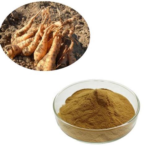 High Quality Rehmannia Glutinosa PE 5: 1 Prepared Rehmannia Root ...