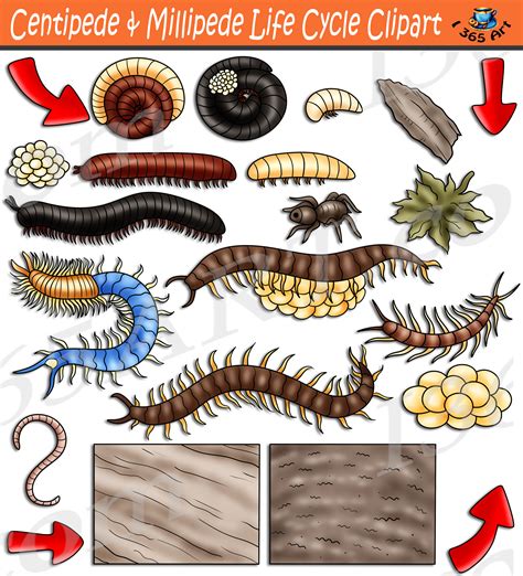 Centipede & Millipede Life Cycle Clipart Set Download - Clipart 4 School