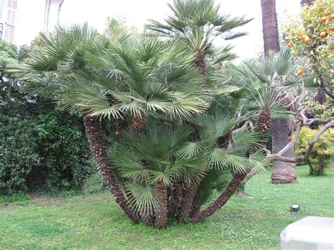 Chamaerops humilis | Short palm trees, European fan palm, Small palm trees