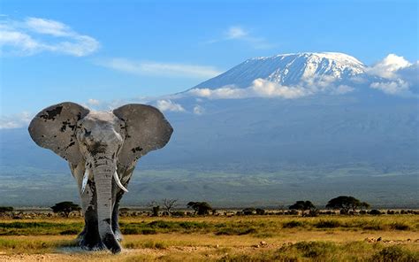 Stock - Tanzania Safari - Wildlife and Culture - Elephant at Mt ...