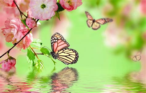 Spring Flowers And Butterflies Wallpaper