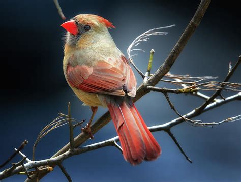 Northern Cardinal Bird