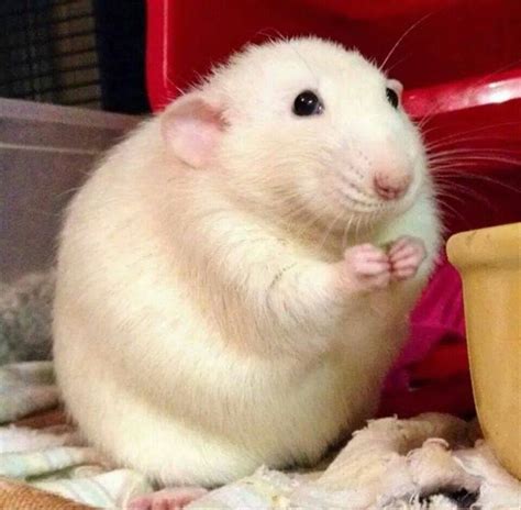 Untitled | Cute rats, Pet rats, Cute hamsters