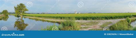 Paddy Field with Sunrise Background Stock Photo - Image of light, green ...